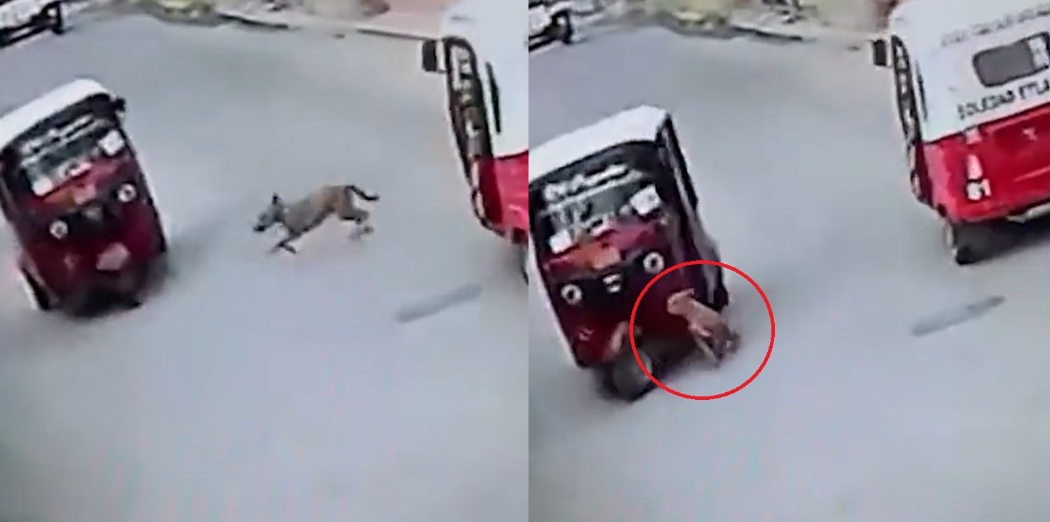 Perro Atropella A Un Mototaxi Y Se Vuelve Viral