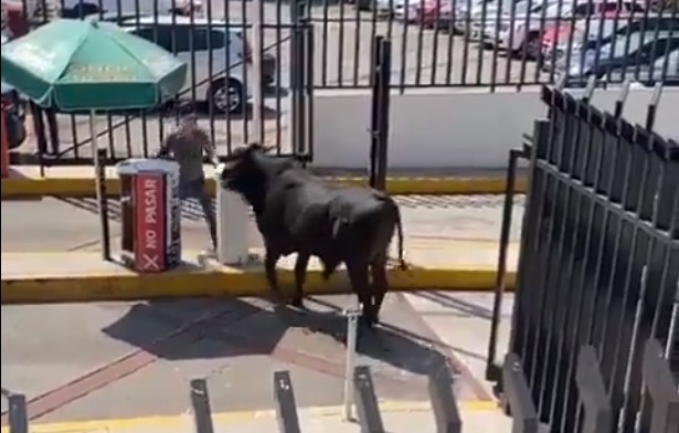 VIDEO Toro Ingresa A Universidad La Salle Pedregal En CDMX