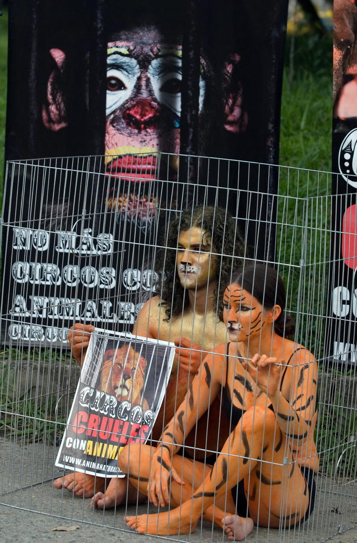 Defiende PVEM prohibición de circos con animales