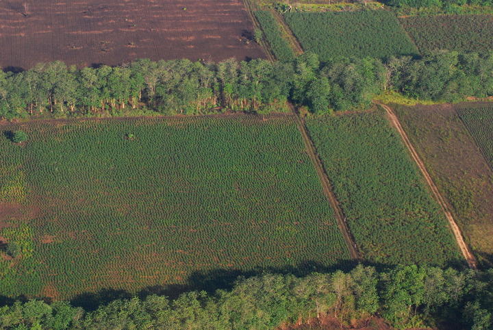 EPN prevé recuperar 170 mil hectáreas deforestadas