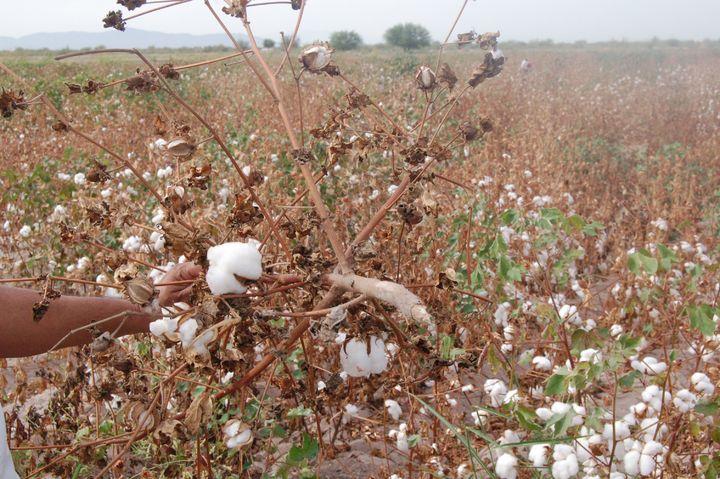 Municipios detectan plaga en cultivos de algodón