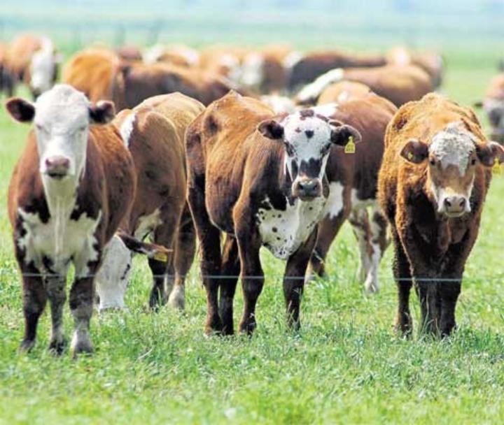 Hartos del hurto de ganado en Castaños