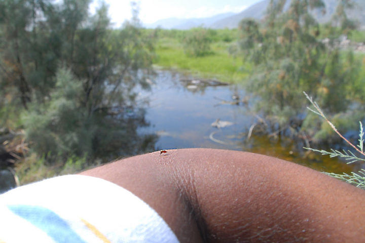 Torreón, invadido de mosquitos: Ssa