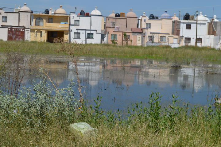 Se quejan por plaga de mosquitos en Campo Nuevo Zaragoza