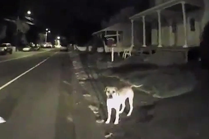 Policía le dispara a un perro