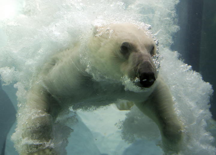 Para el 2050 se extinguirían dos tercios de osos polares