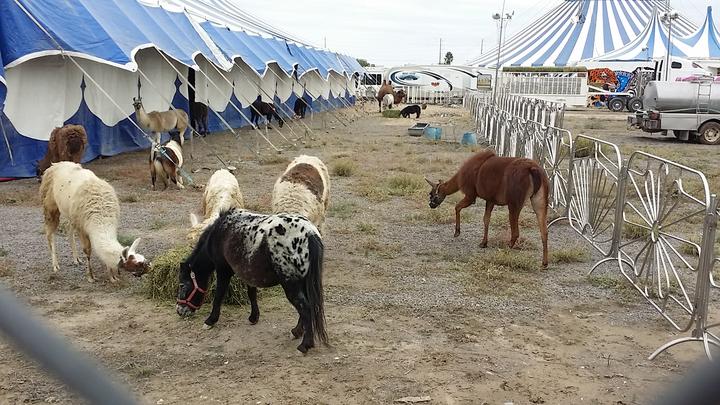 Se instala circo con animales en Monclova