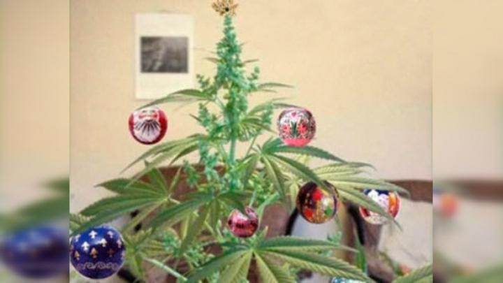 La detienen por adornar marihuana como pino navideño