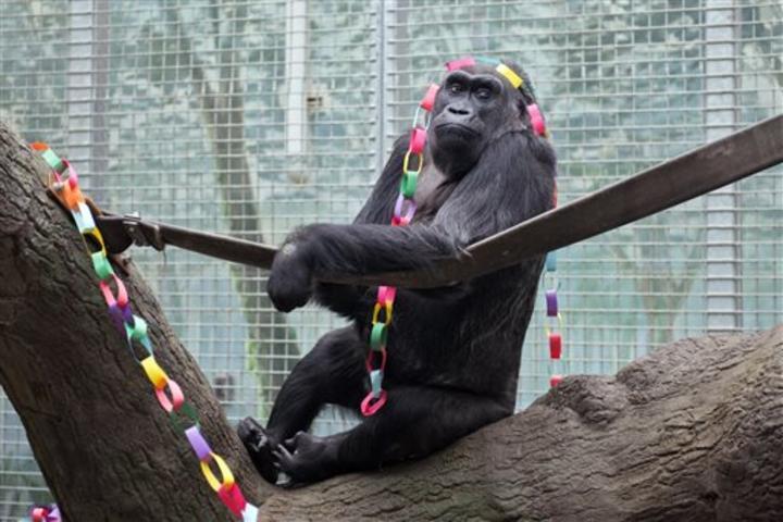 Gorila festeja su cumpleaños 58