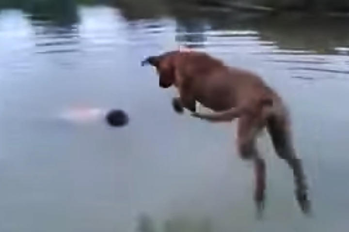 Finge ahogarse y su perro salta a rescatarlo