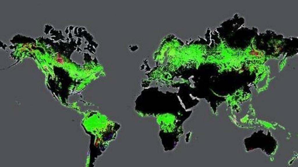 Mapas de la forestación del mundo con alta precisión