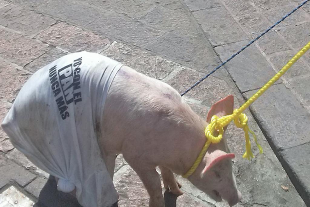 Protestan con cerdos contra el PAN