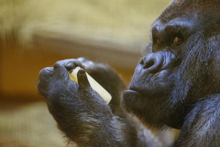 La endogamia de los gorilas los hace más fuertes