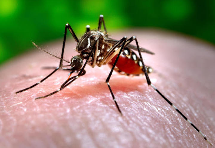 Alertan por dengue y chikungunya