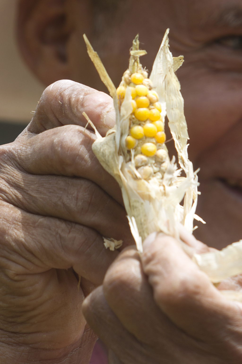 Acaba sequía con 245 mil toneladas de maíz en Guerrero