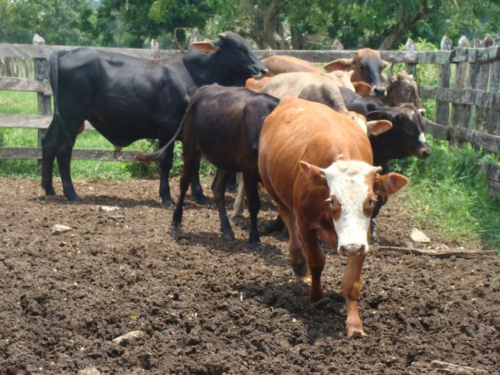 Policía Rural hace censo de vacas, chivas y caballos