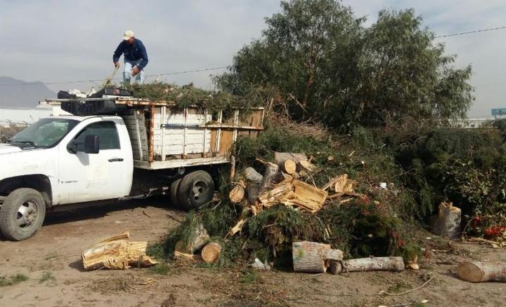 Recibieron centros de acopio casi mil pinos navideños en Saltillo