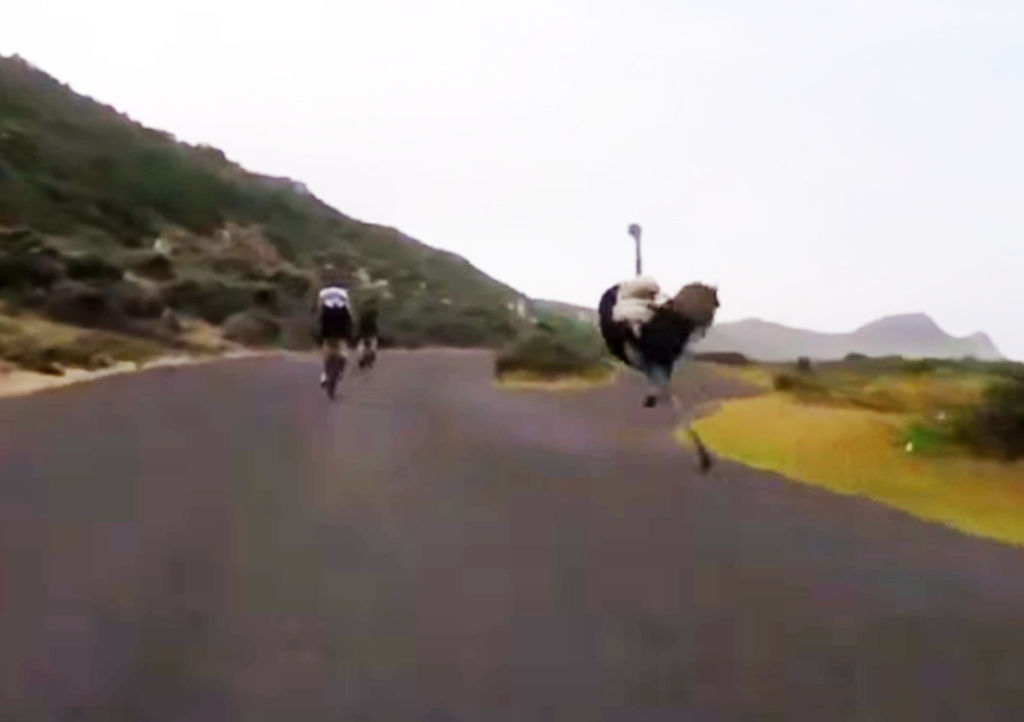 Ciclistas son perseguidos... ¡por una avestruz!