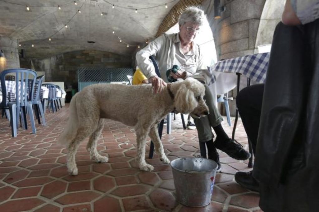 Perros de NY podrán comer en restaurantes