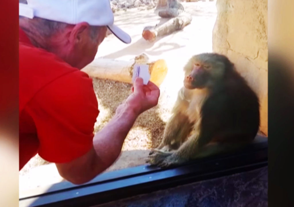Reacción de mono al ver truco de magia se vuelve viral