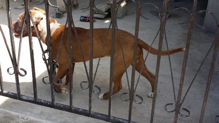 Familias se deshacen de perros pitbull después de la tragedia