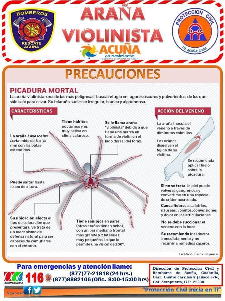 Alertan sobre presencia de araña violinista en Acuña