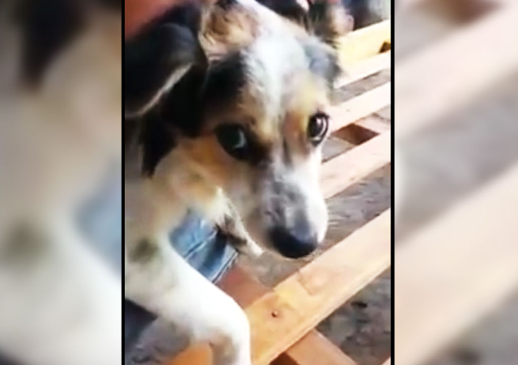 El perro que 'odia' al presidente de Argentina