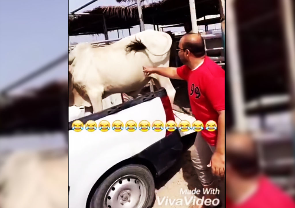 Vaca reacciona a una caricia con brutal patada