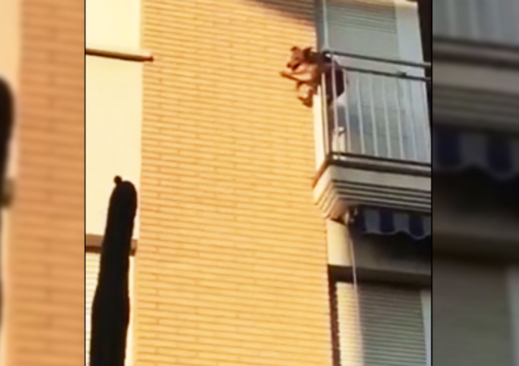Perro salta desde balcón tras ser olvidado por sus amos
