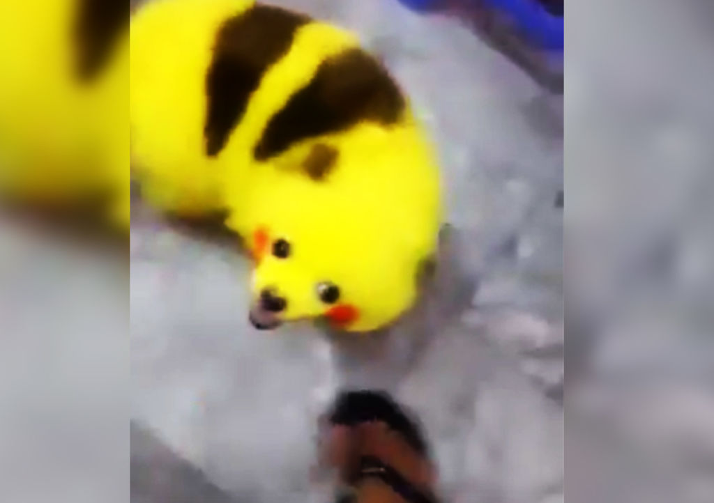Pinta a su perro como Pikachu