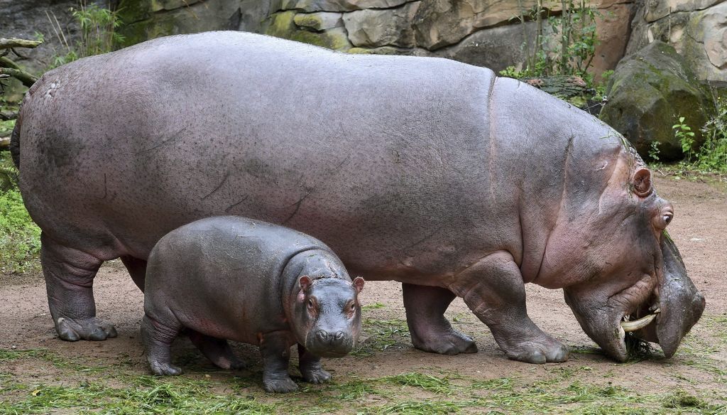 Así llegaron los hipopótamos a Europa