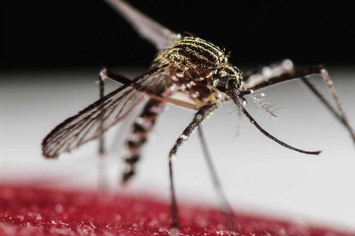 Detectan casos de zika y chikungunya