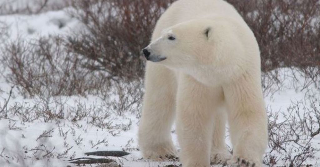 Osos polares sitian a científicos rusos; reciben provisiones