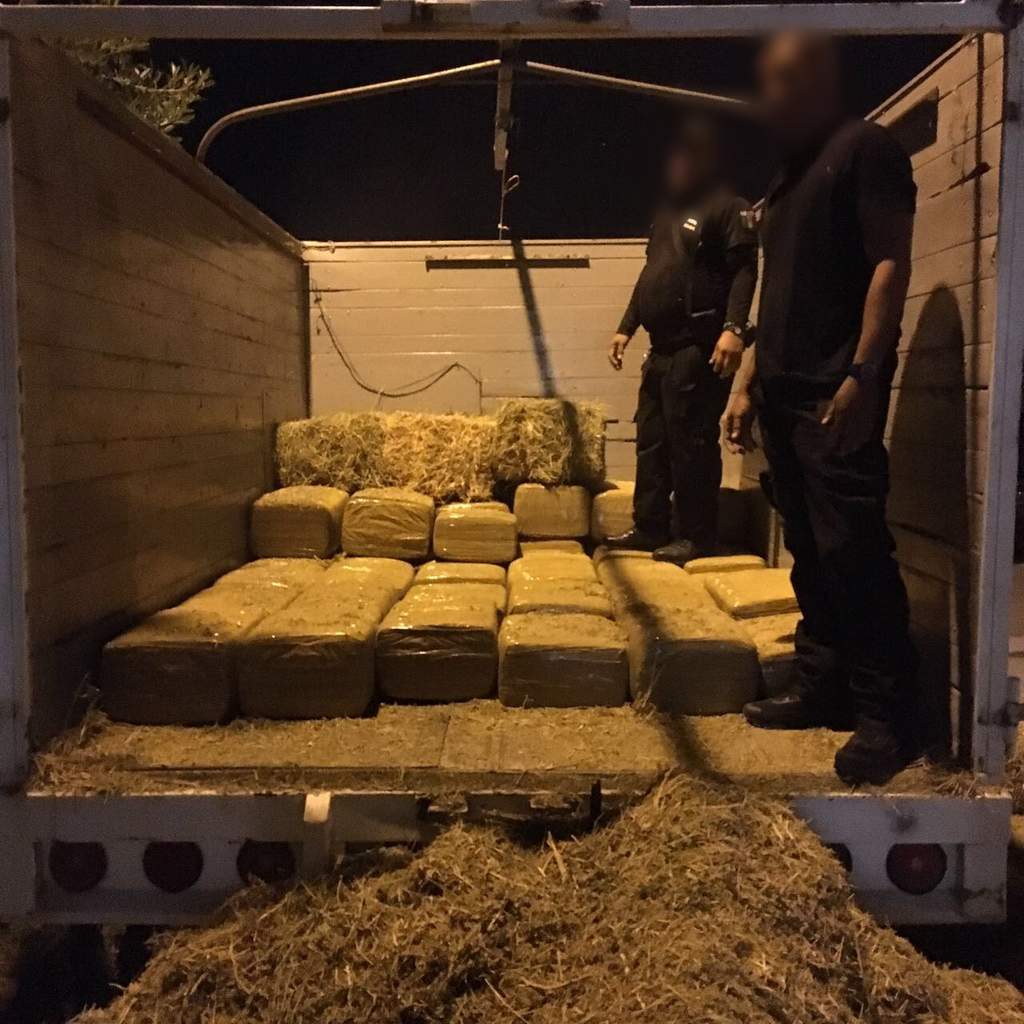 Incautan más de 500 kilogramos de droga oculta en pacas de alfalfa
