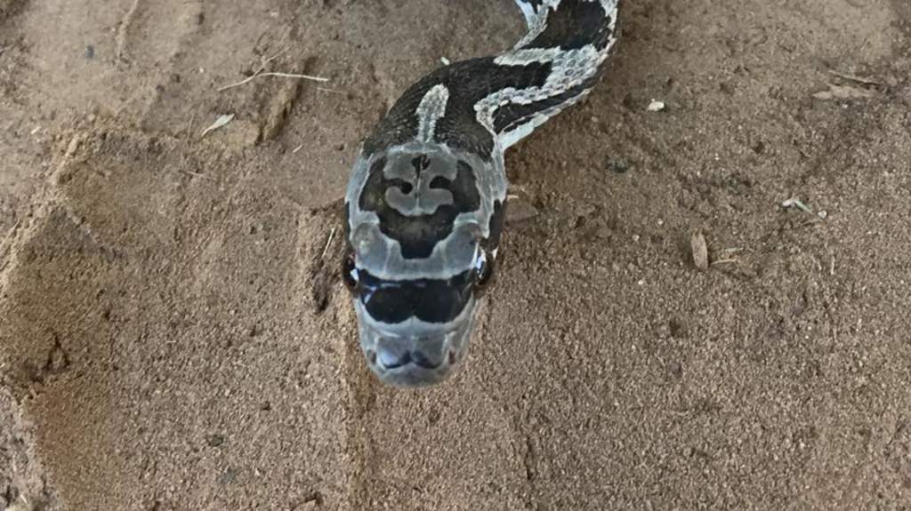 Esta serpiente divierte a todos los que la ven