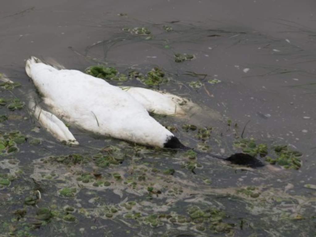 Investigan misterioso envenenamiento de 230 cisnes en China