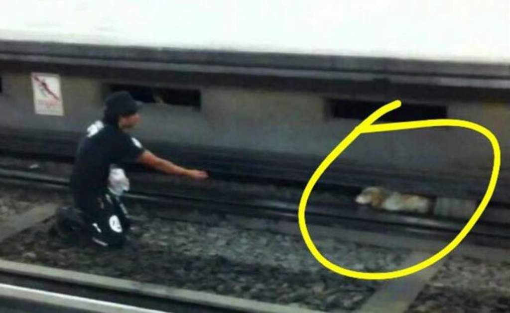 Rescatan a perro de las vías del Metro en CDMX