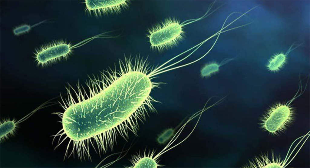 Bacterias convertidas en discos duros vivientes