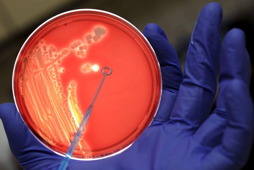 Reconstruyen la creación de una nueva especie de bacteria