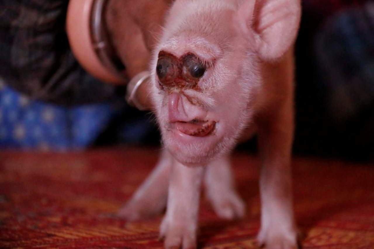 Nace en China un cerdo con cara de mono