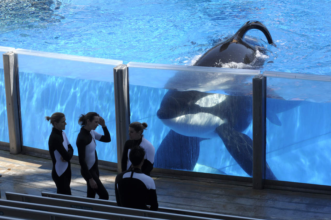 Muere Tilikum, la orca asesina de SeaWorld