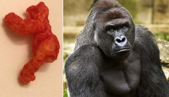 Cheeto similar a famoso gorila se subasta... ¡en 100 mil dólares!
