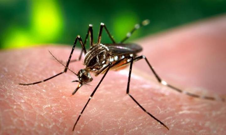 Detectan en Monclova mosco gigante que provoca infecciones en la piel