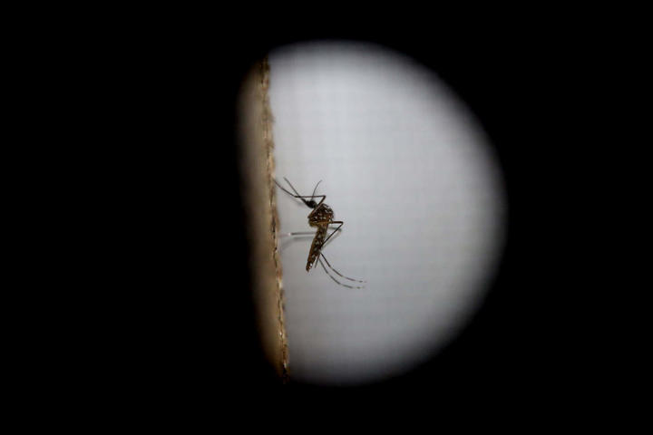 Confirman primer caso de dengue en Ciudad Acuña