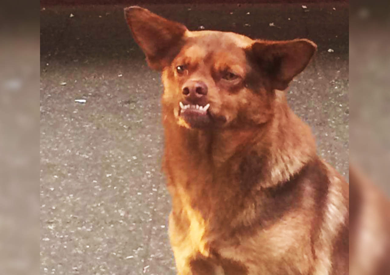 'Chilaquil', el perro más gracioso del momento