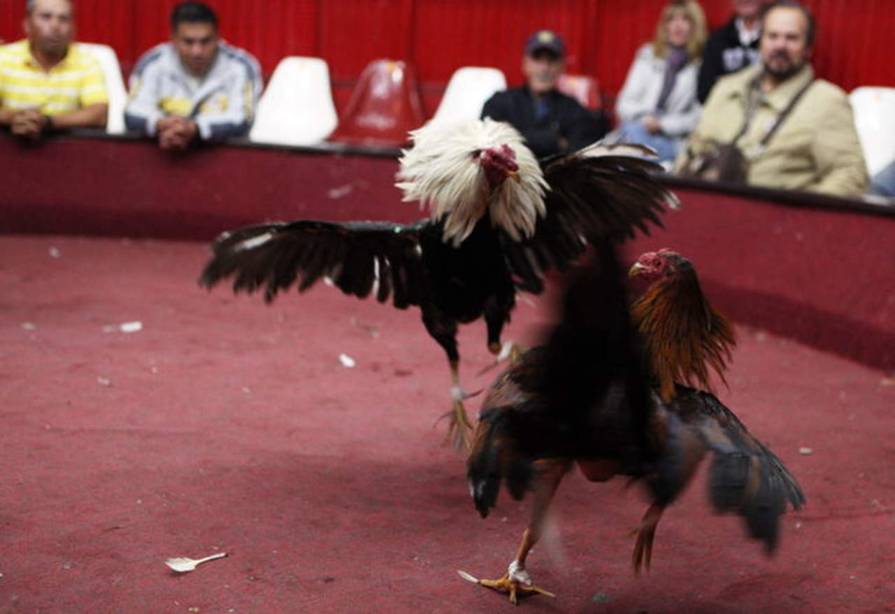 Van, nuevamente, contra peleas de gallos en Coahuila