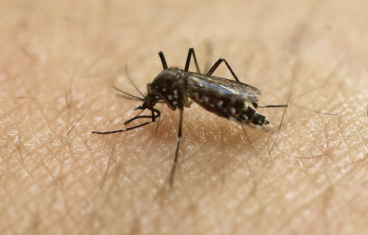Mosquitos causan 750 mil muertes cada año