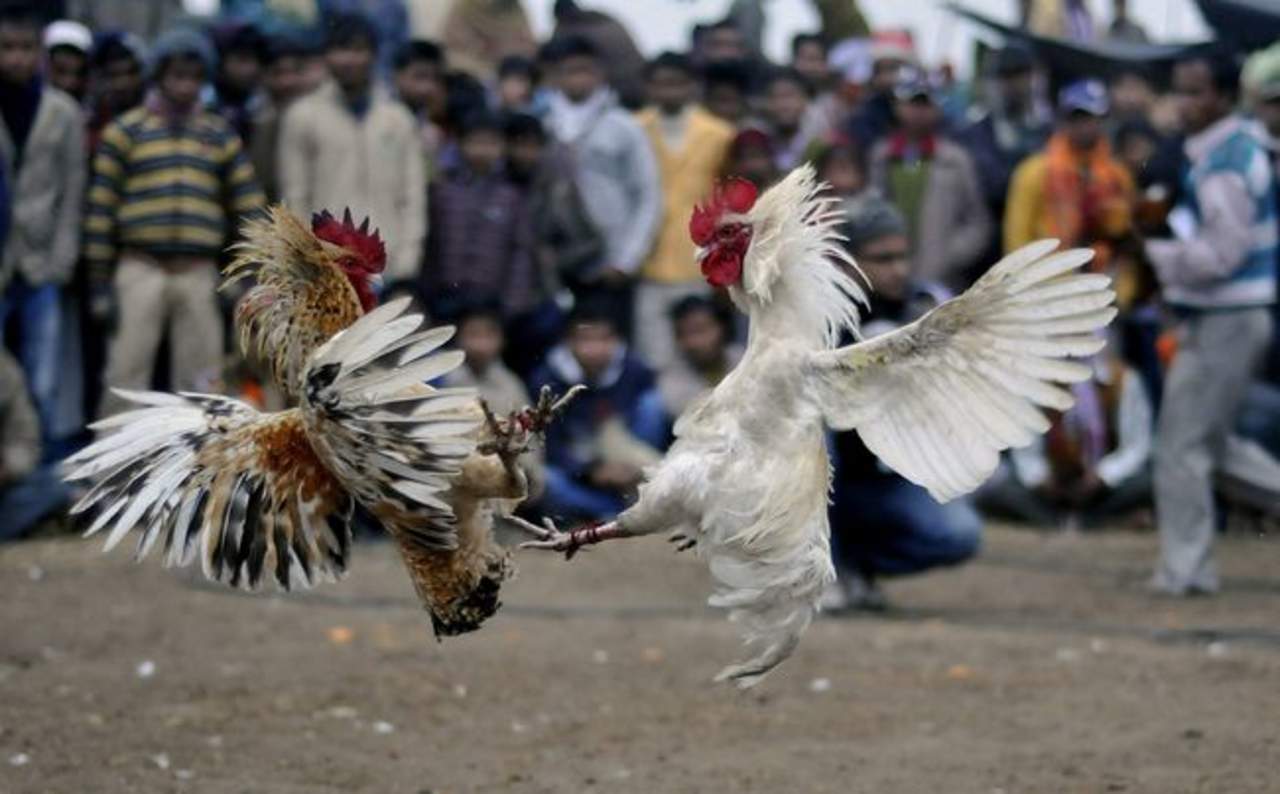 Diputados discutirán prohibición de peleas de gallos