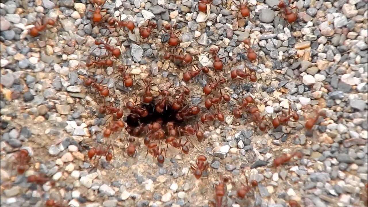 Hormigas rojas usan sus cuerpos para construir torres