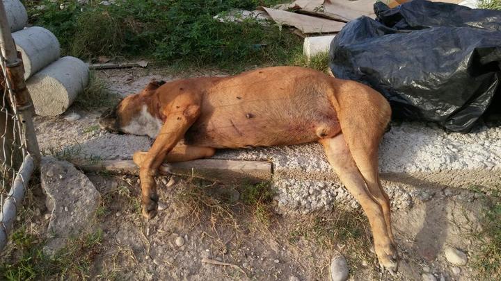 Reporta nigropetense muerte de tres perros apuñalados